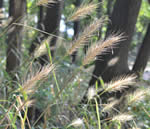 Canada Wildrye on the "Valentine Slope."