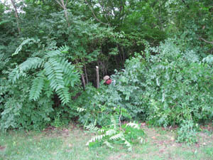 Scott before disappearing in the woods. Scott Burnett, Miles Krivena and Frankie Messer have adopted the strip of the park along the 1100 block of Valentine Road. It was mostly honeysuckle and the foul smelling Ailanthus! No photos of Miles on this project because he beat the heat by working the 1am to 3am shift.