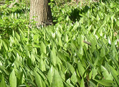 Trout Lilies