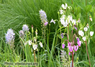 This photo shows Wild Hyacinth and Shooting Star, part of our seed mix. Click for a blowup.